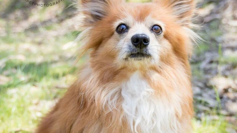 A Family Welcomes a Struggling Dog