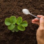 A Tablespoon Under Each Plant