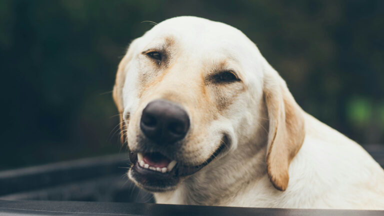 Adorable Animal Smiles