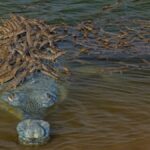 Baby Crocodiles