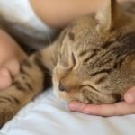 Cat Breeds Make Ideal Companions