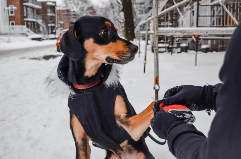 Don’t Let the Cold Harm Your Dog