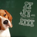 Most Intelligent Dog Breeds