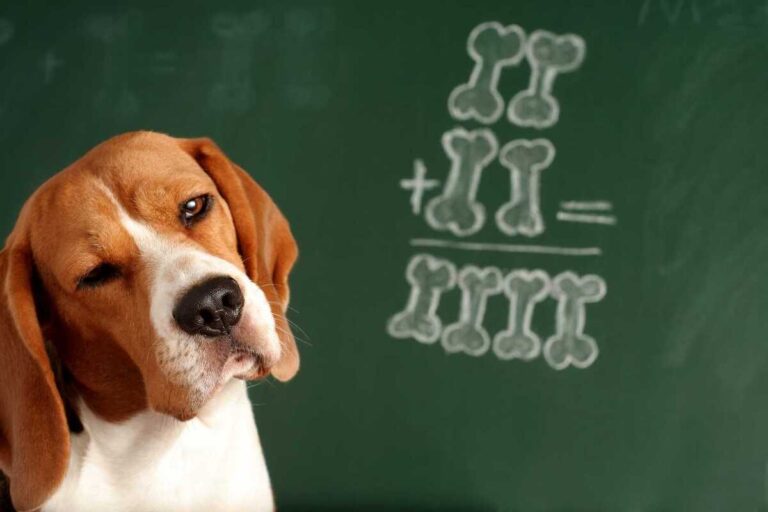 Most Intelligent Dog Breeds