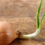 Sprouted Onion