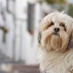 the Top and Bottom Dog Breeds